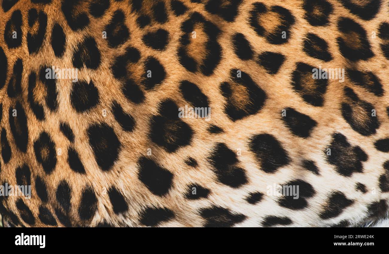 Look de cerca de una piel con estampado de leopardo de colores brillantes. Foto de stock