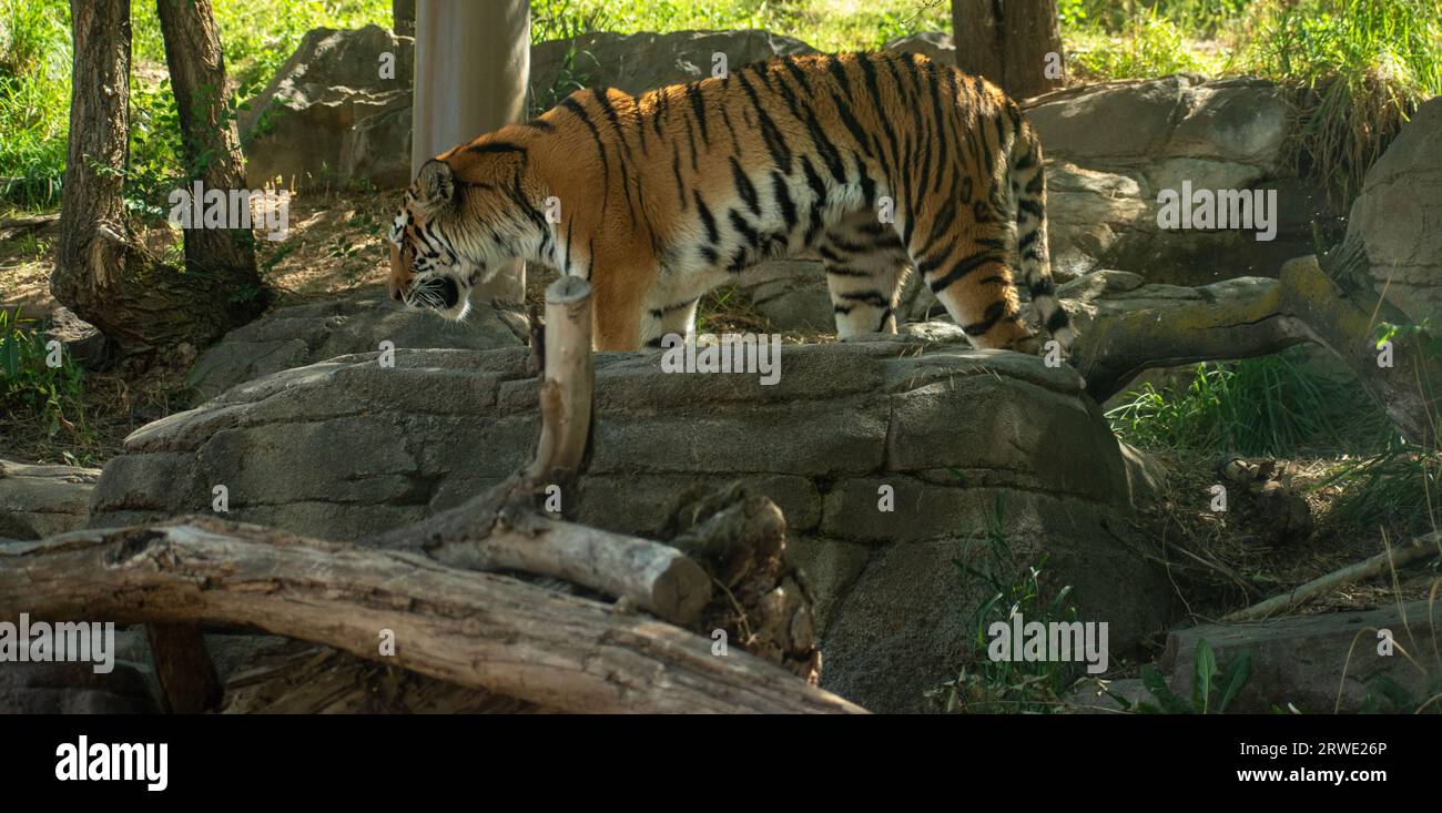 Un tigre en el recinto del zoológico de Utah, con rayos de sol iluminando su abrigo de piel a rayas. Foto de stock