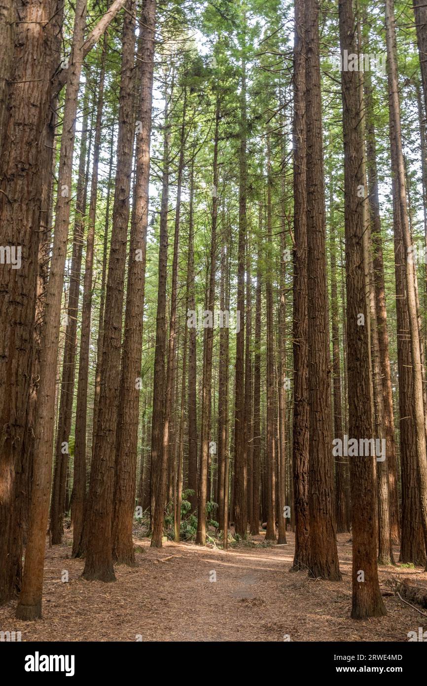 Bosque de secuoya ubicado en Rotorua, Nueva Zelanda. Foto de stock