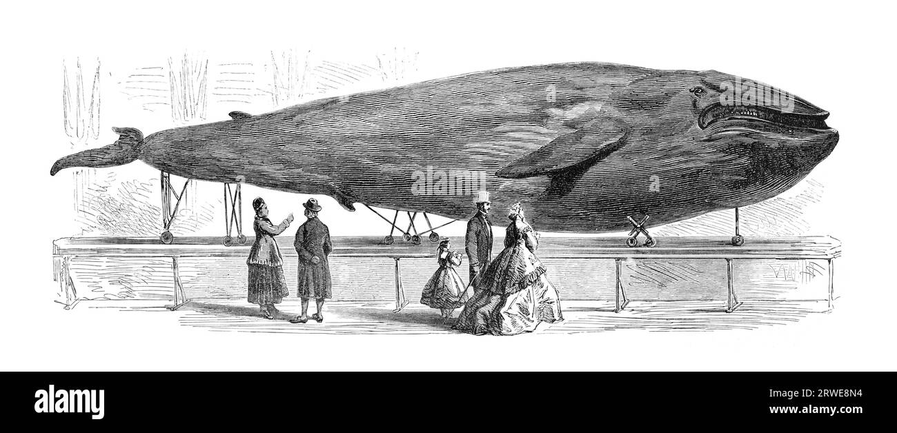 El Museo de Historia Natural de Gotemburgo, Suecia, contiene la única ballena azul rellena del mundo. Grabado por G. Janet, publicado en NY Foto de stock