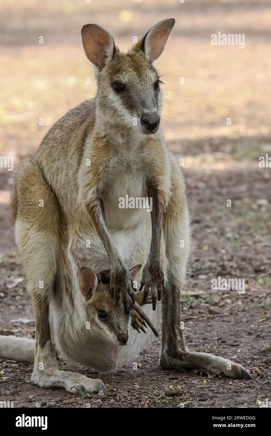 Canguro con bebé cachorro en la bolsa australiana, retrato animal  Fotografía de stock - Alamy