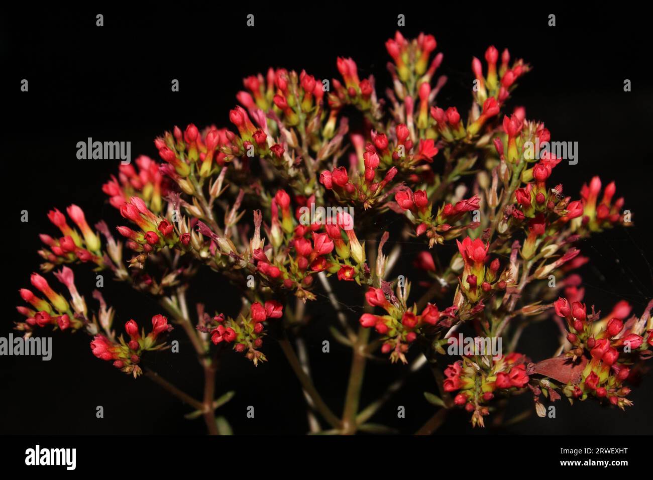 Madagascar widows thrill fotografías e imágenes de alta resolución Alamy