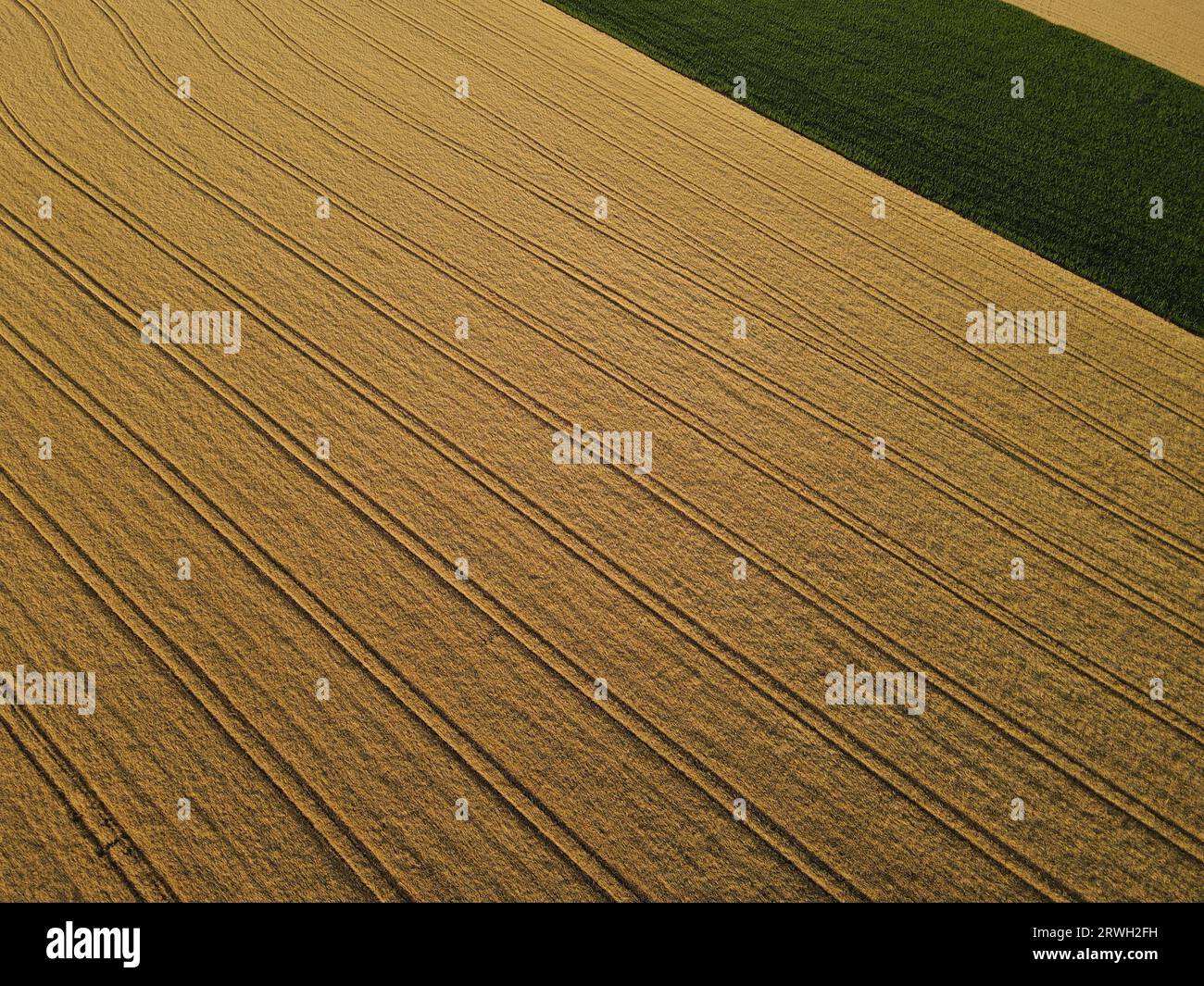 Vista aérea de un campo de cultivo de color oro maduro en el campo en verano Foto de stock