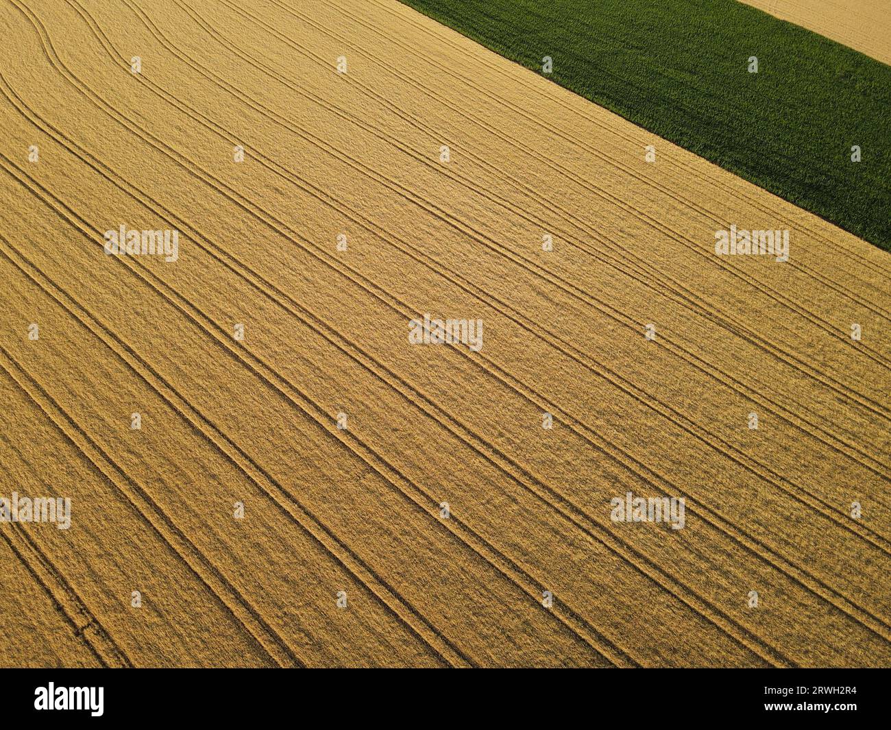 Vista aérea de un campo de cultivo de color oro maduro en el campo en verano Foto de stock