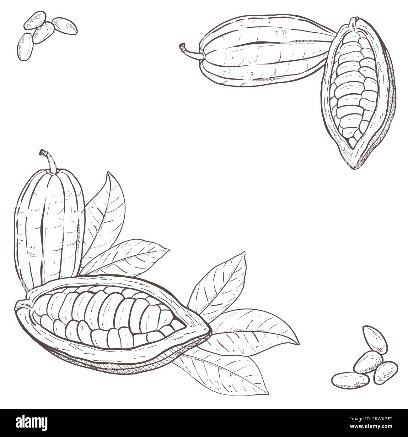 Ilustración vectorial conjunto cuadrado de hojas de cacao, granos pelados y cerrados y semillas en las esquinas. Contorno negro de rama, dibujo gráfico. Para Ilustración del Vector