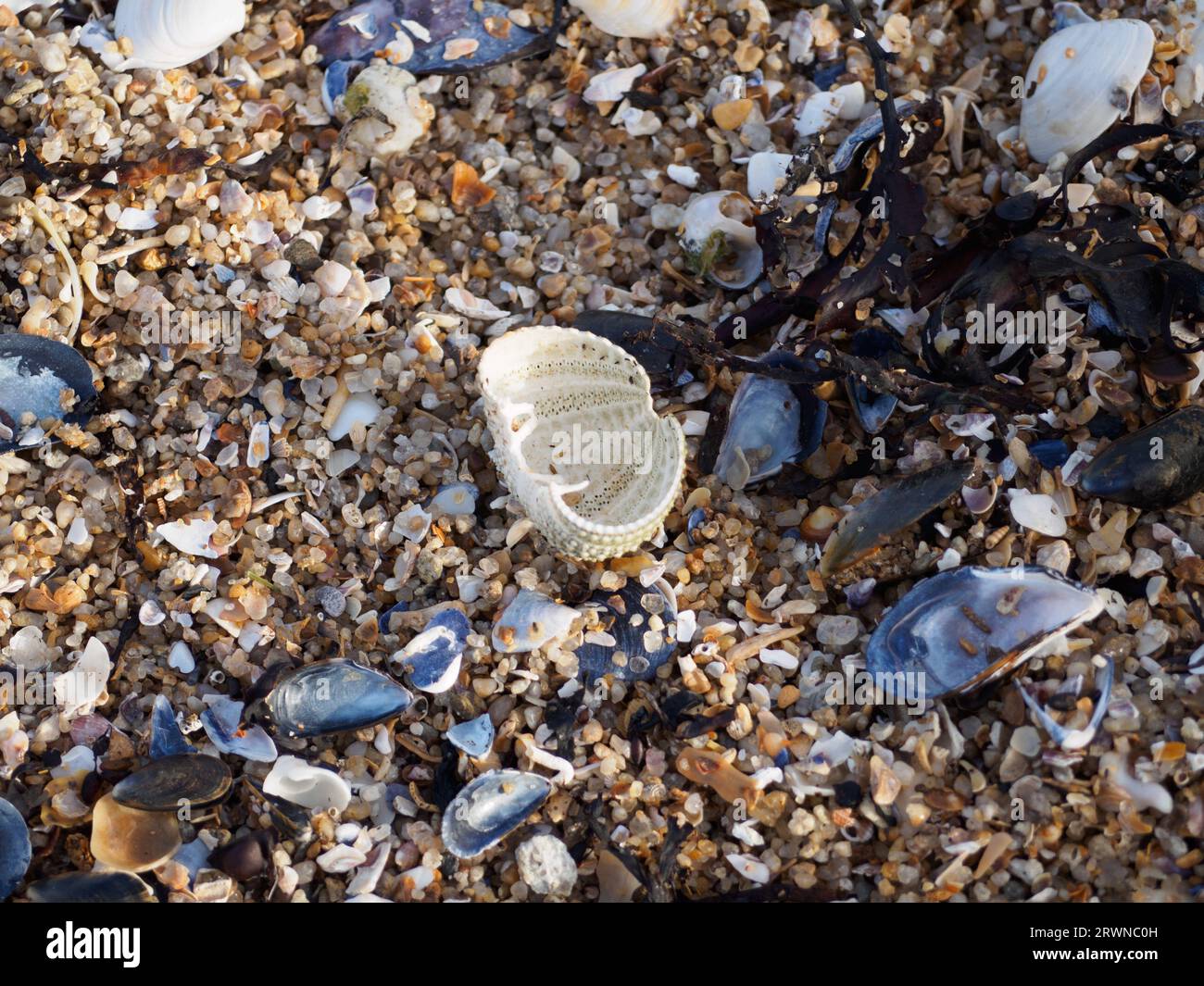 Conchas de mar en la playa, Batz sur Mer Foto de stock