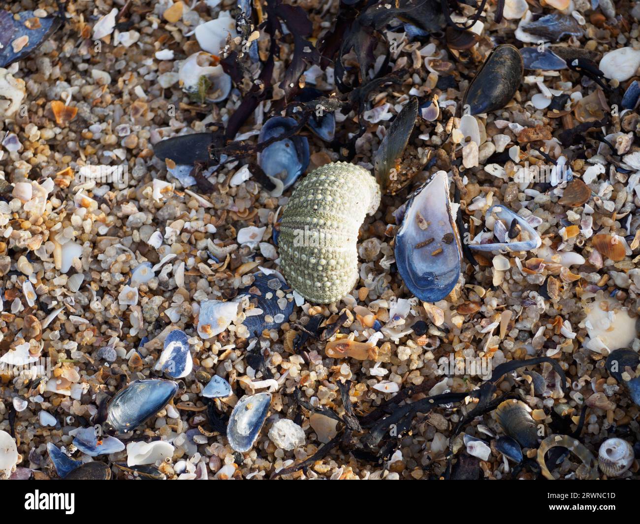 Conchas de mar en la playa, Batz sur Mer Foto de stock