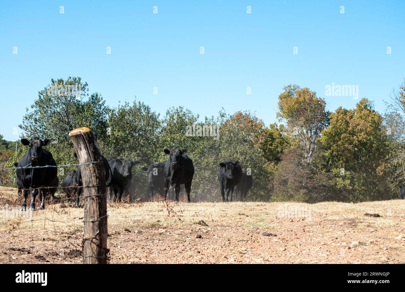 Una manada de ganado angus negro camina hacia la puerta abierta. Foto de stock