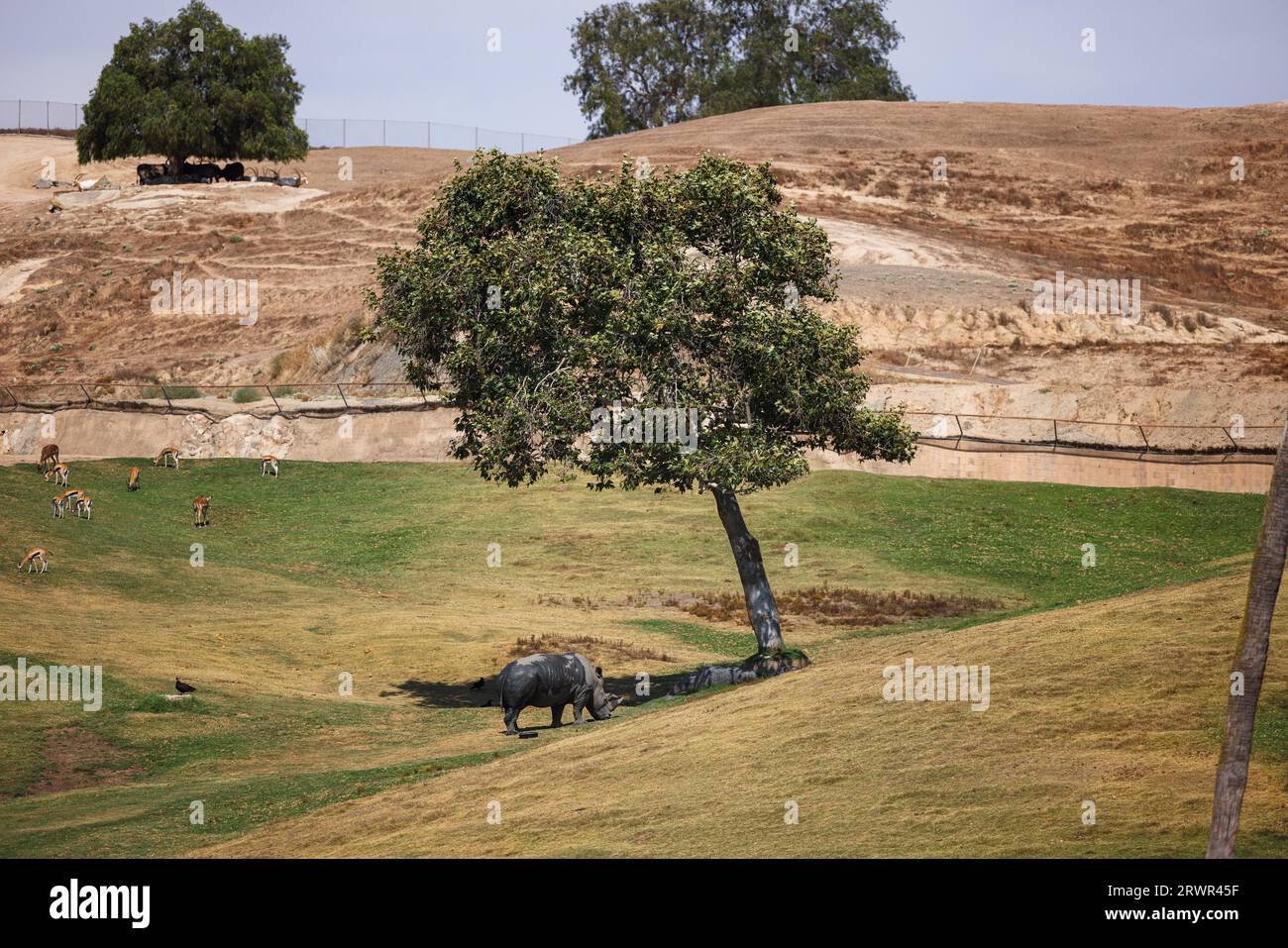 rinoceronte pastando en la hierba bajo un árbol en el zoológico Foto de stock