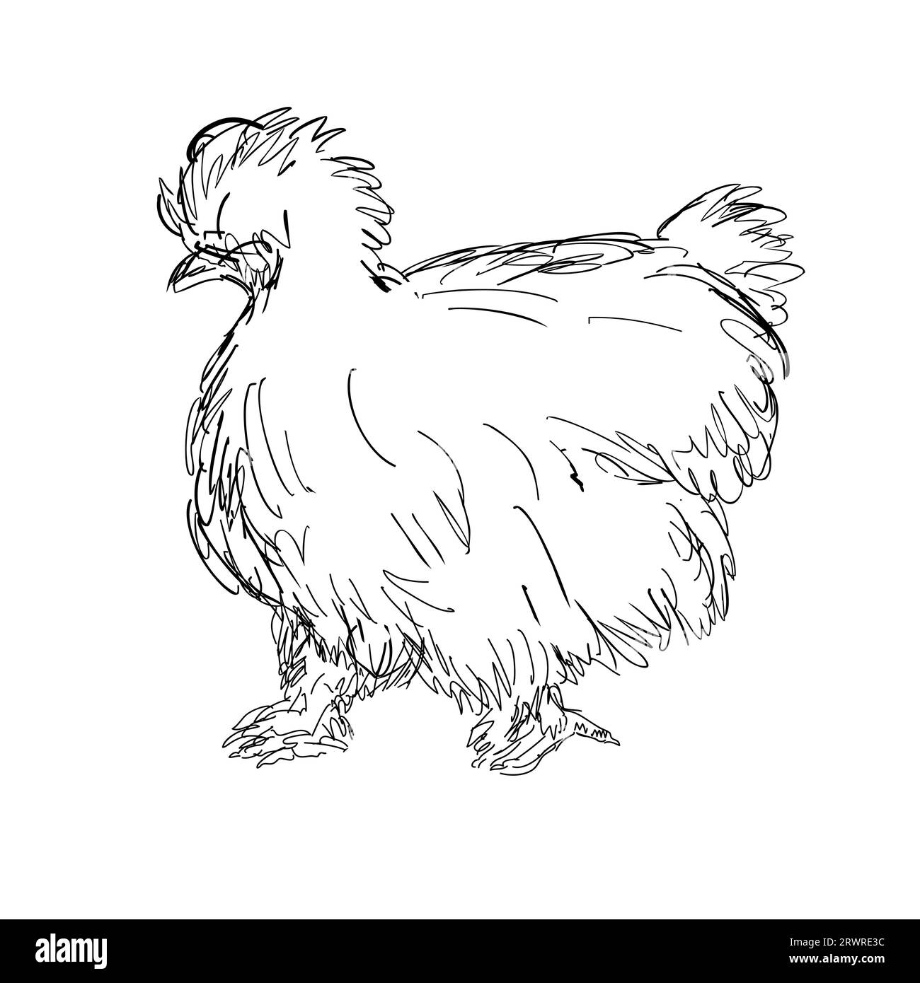 Ilustración de estilo de dibujo de un pollo de seda Silkie, sedoso o chino, una raza bantam de pollo doméstico visto desde el lado hecho en negro y. Foto de stock