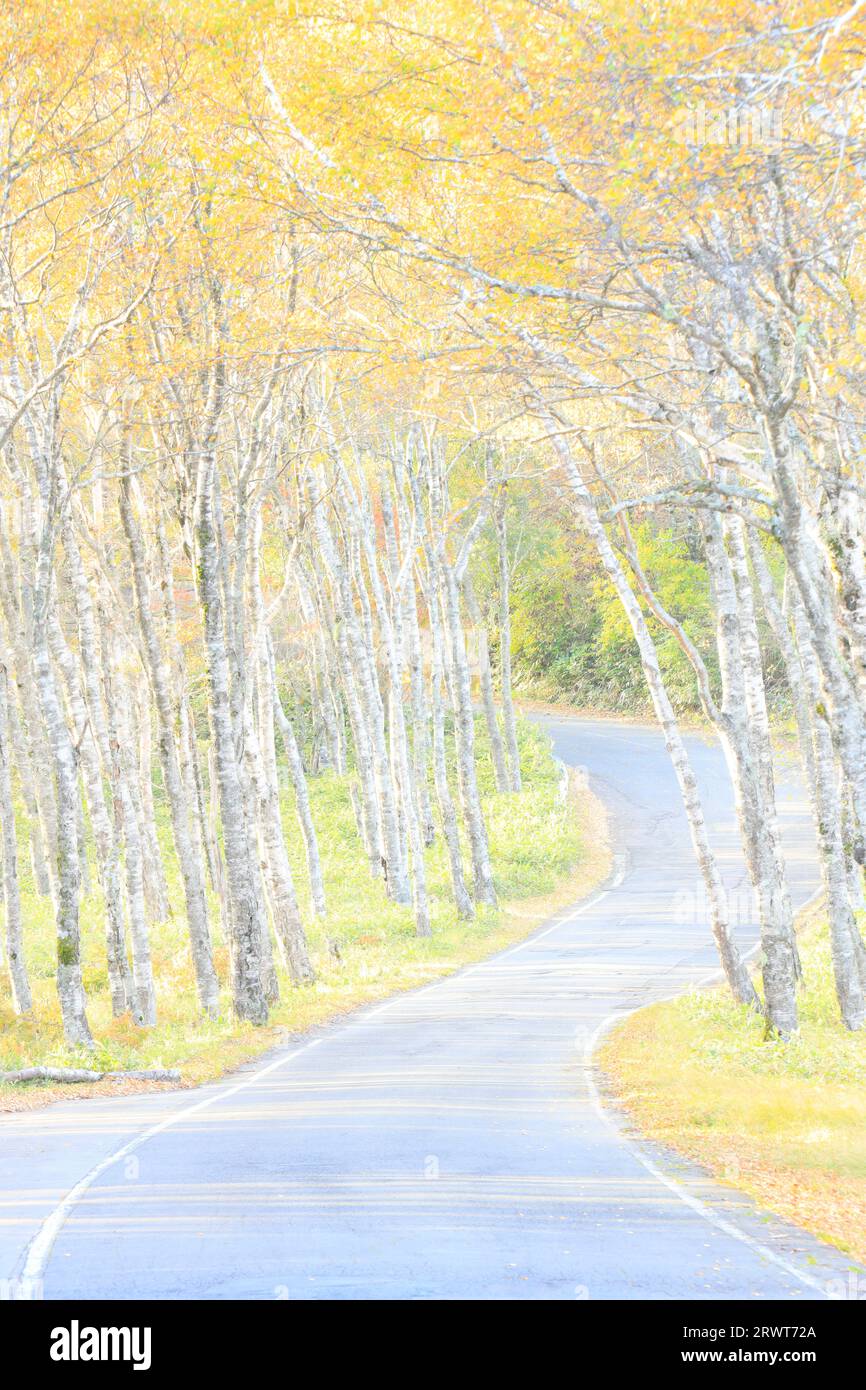 Airy foto de Shirakabadaira y Prefectural Road 484 en otoño hojas por la mañana Foto de stock
