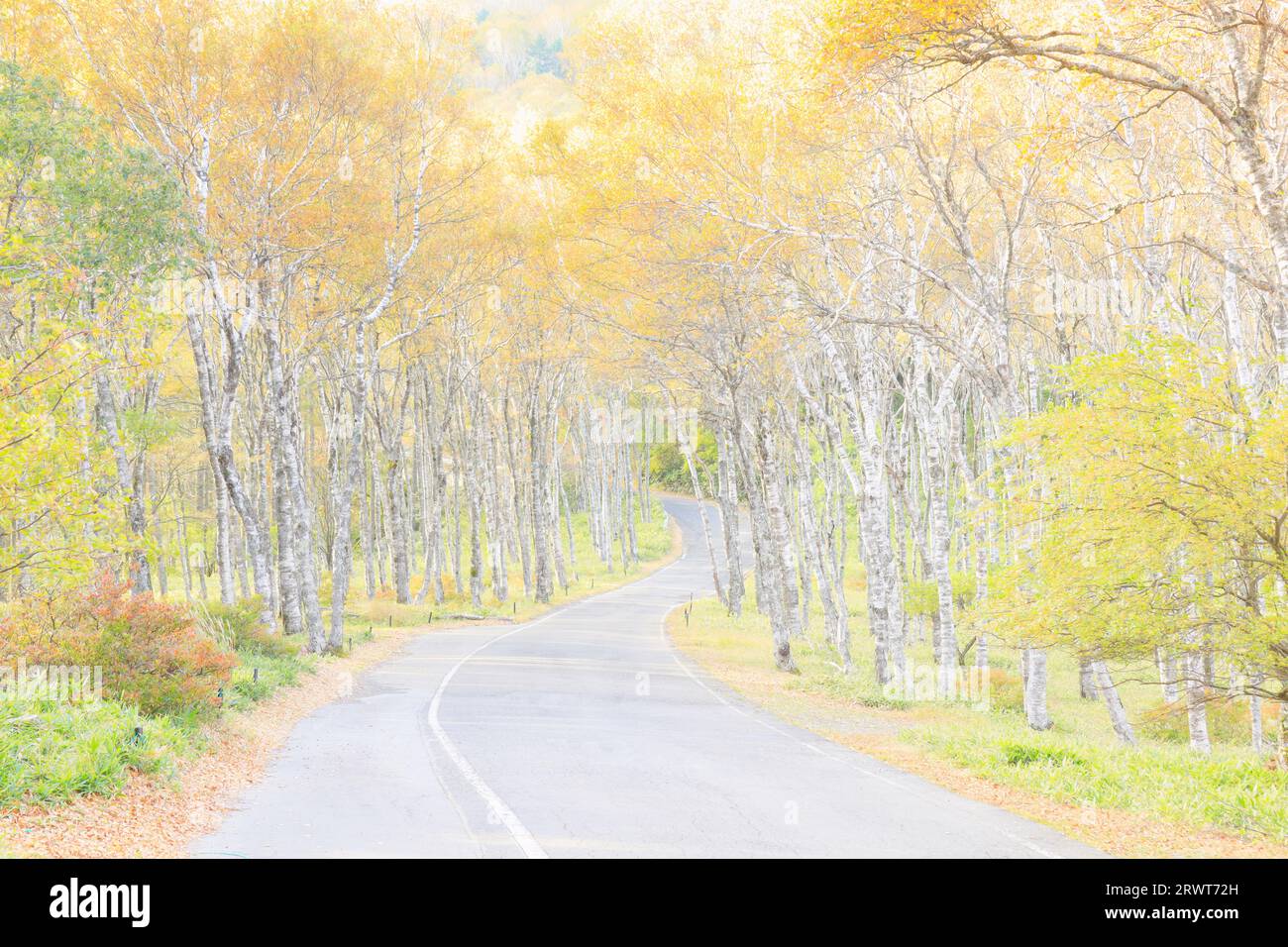 Airy foto de Shirakabadaira y Prefectural Road 484 en otoño hojas por la mañana Foto de stock