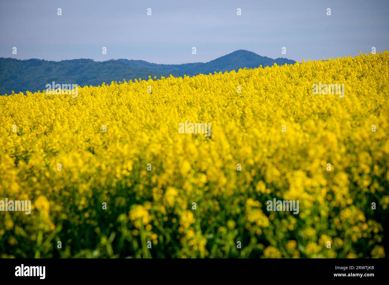 Paleta de la naturaleza: Flores de primavera en campos rurales Foto de stock