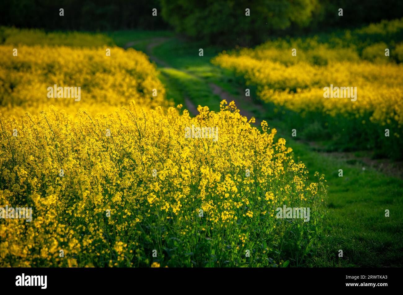 Campos de colza floreciente y trigo fresco en primavera - hermoso paisaje agrícola Foto de stock