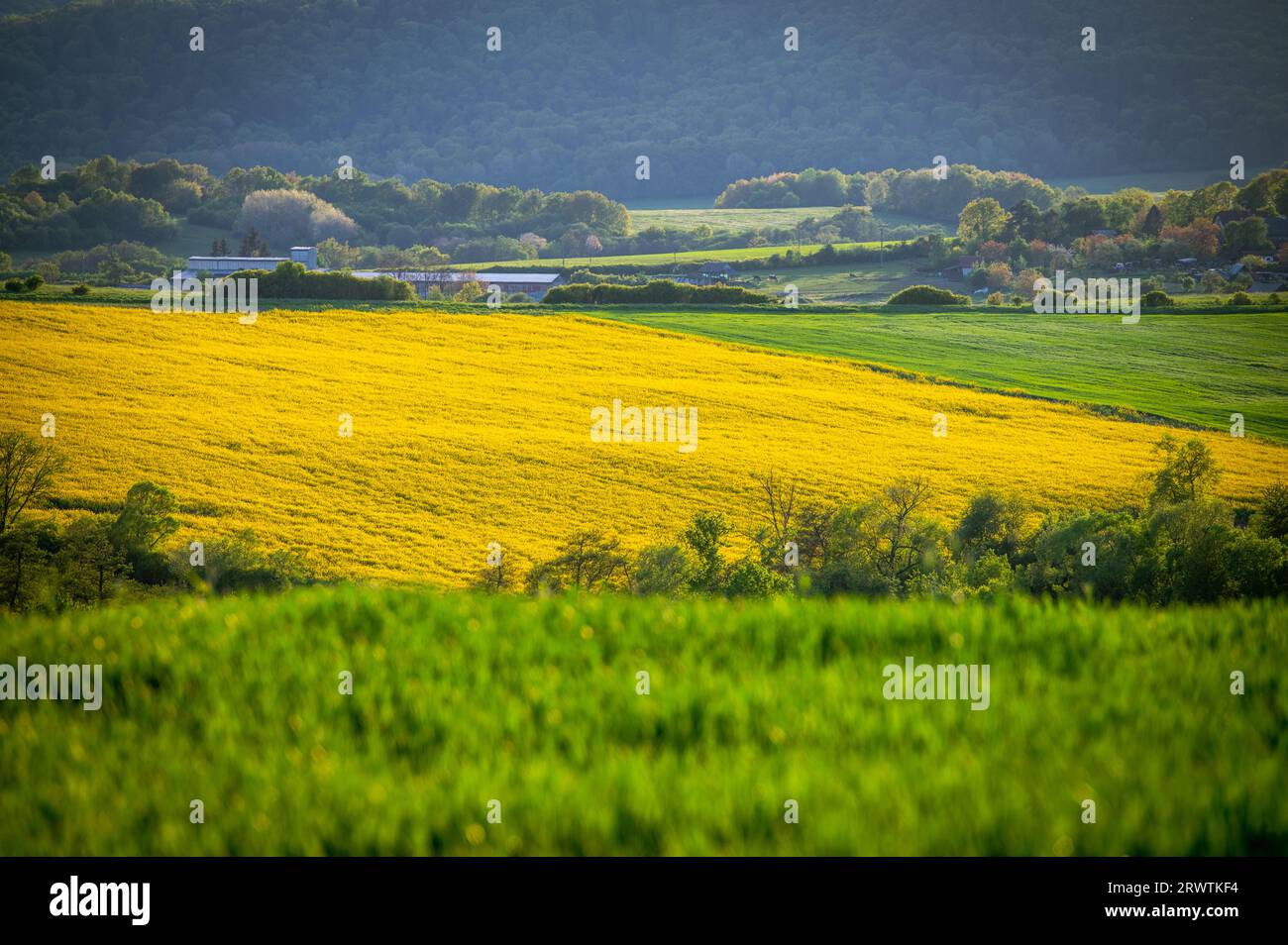 Una impresionante floración de primavera en medio de campos de colza amarilla y trigo verde Foto de stock