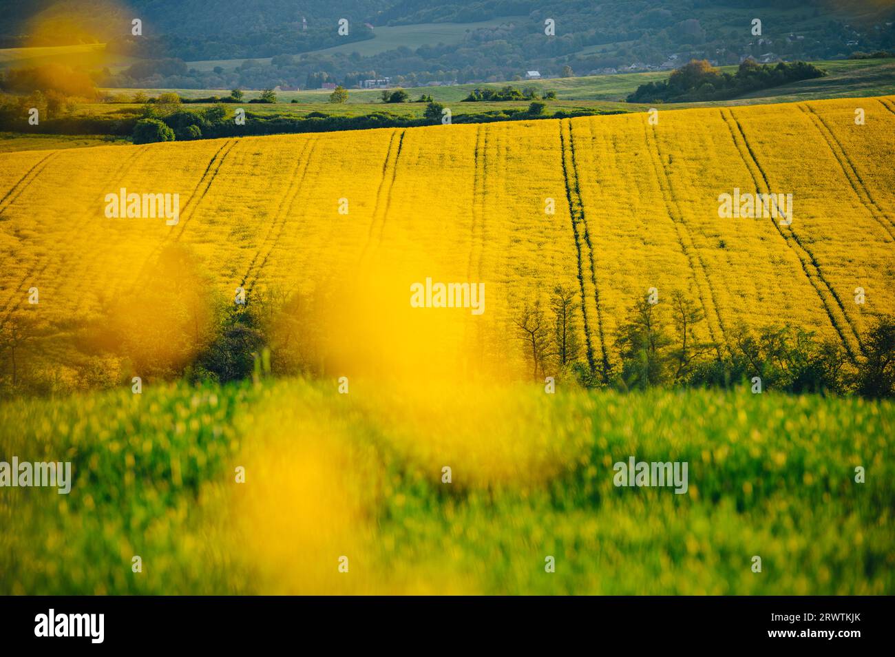 Serenidad primaveral: Campos de colza y trigo en flor completa. Hermoso paisaje agrícola Foto de stock
