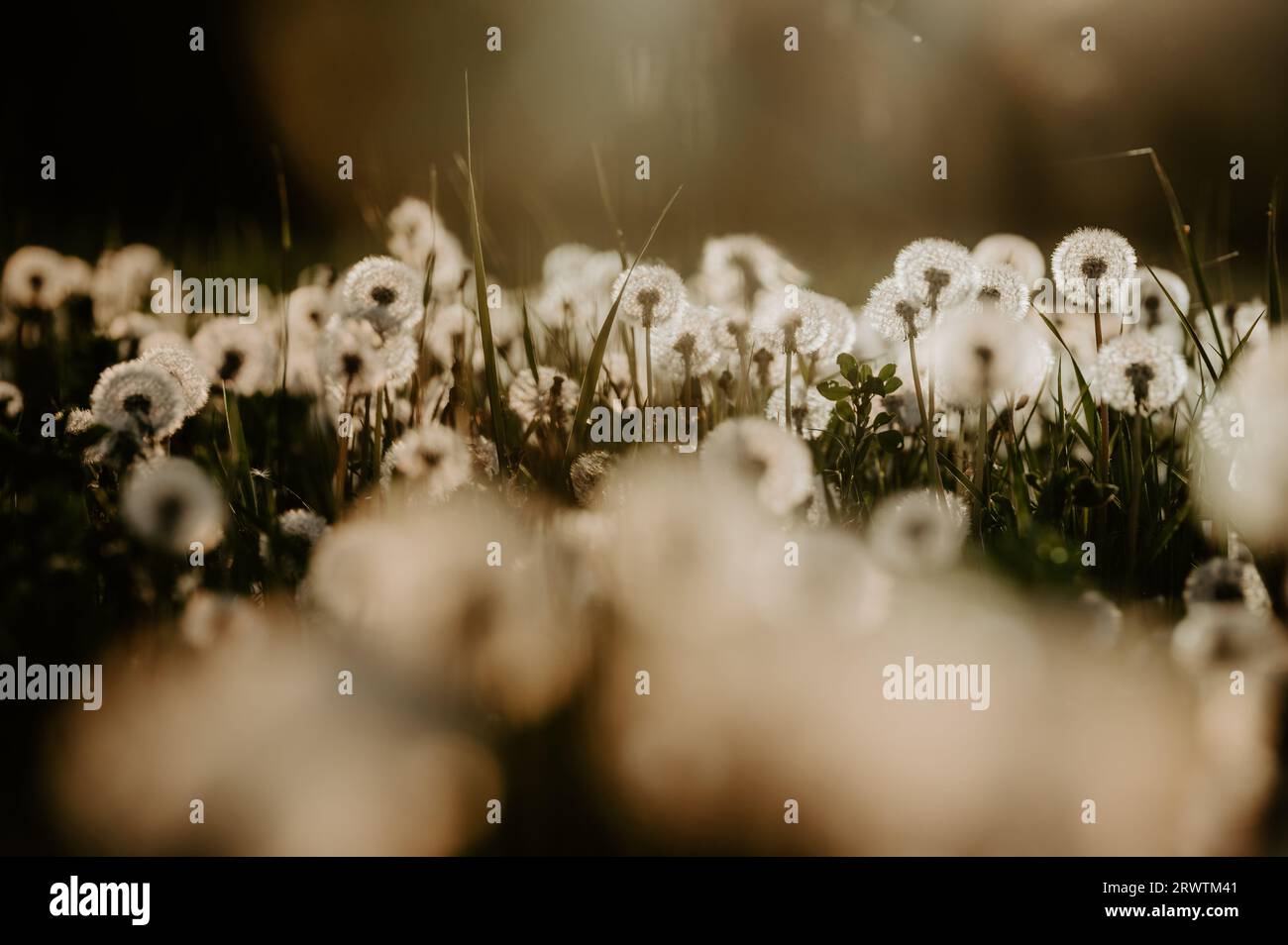 Spring's Whisper: Dandelion Meadow bañado en la luz de la tarde Foto de stock