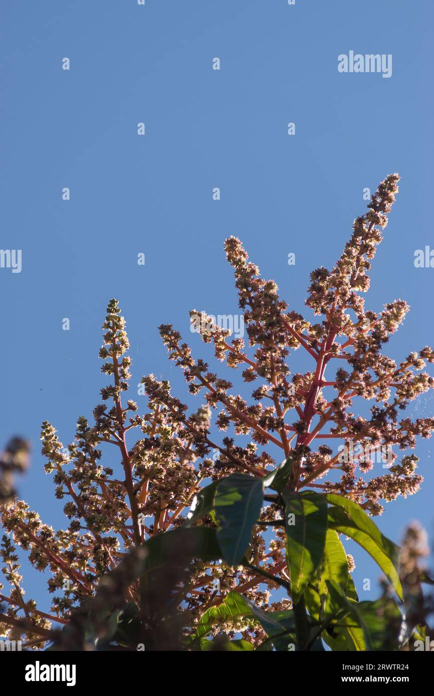 Florece en la parte superior del árbol de mango (Mangifera Indica) en el jardín de Queensland, Australia a principios de la primavera. Espectáculo de pequeñas flores de color rosa cremoso. Copiar espacio. Foto de stock