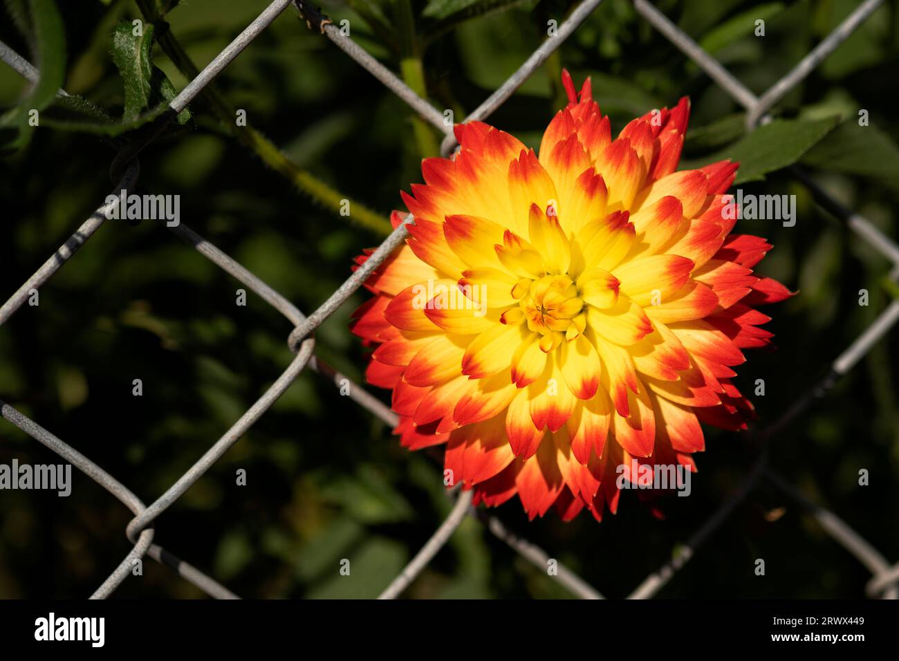 Una imagen de cerca de una sola flor de Dahlia púrpura. La planta está en flor durante un verano británico tardío. La flor se dispara contra un fondo plano Foto de stock