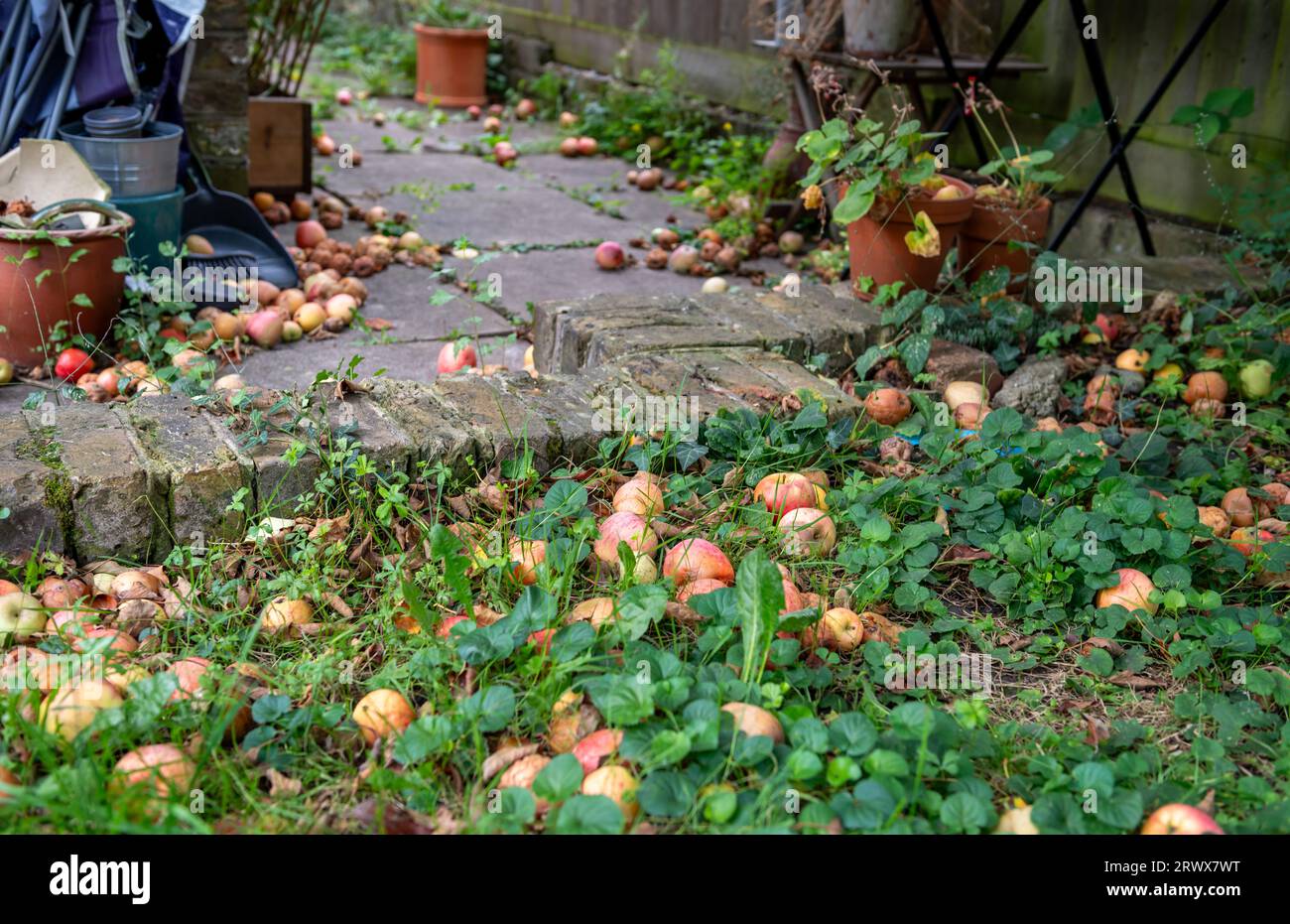 Manzanas orgánicas caídas en el césped y el camino de un jardín. Foto de stock