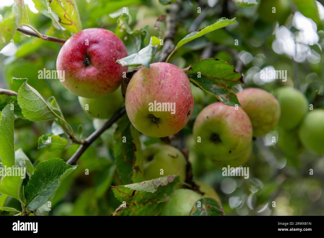 Manzanas orgánicas en un árbol. Foto de stock