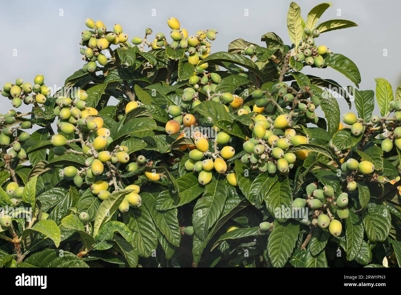 Loquat, ciruela japonesa (Eriobotrya japonica), frutas en un árbol, Islas Canarias, La Palma Foto de stock