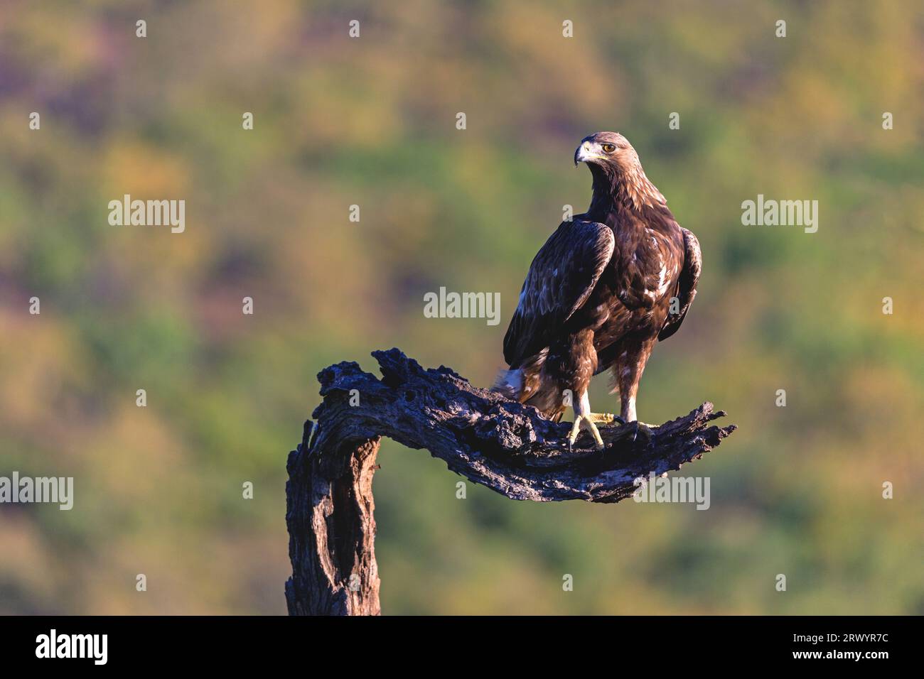 Águila dorada (Aquila chrysaetos), sentada en una rama, España, Extremadura, Salorino Foto de stock