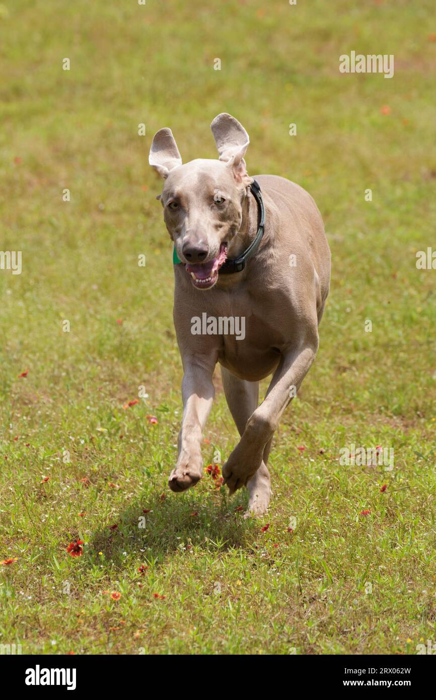 Feliz perro Weimaraner corriendo hacia el espectador con fondo verde verde de verano Foto de stock