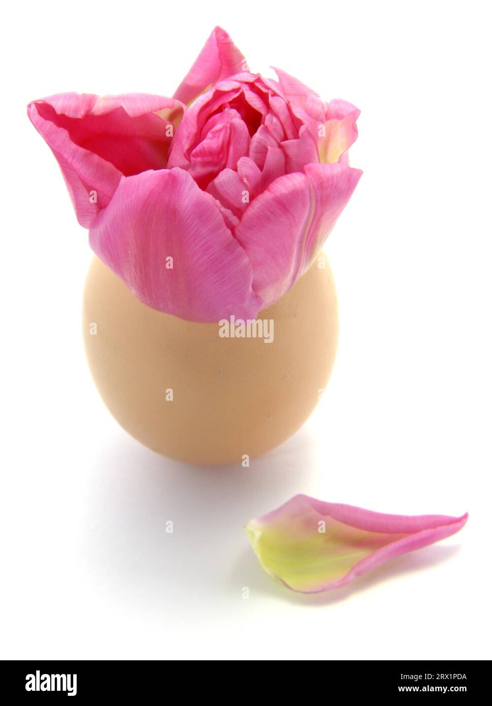 Tulpe, tulipán Foto de stock
