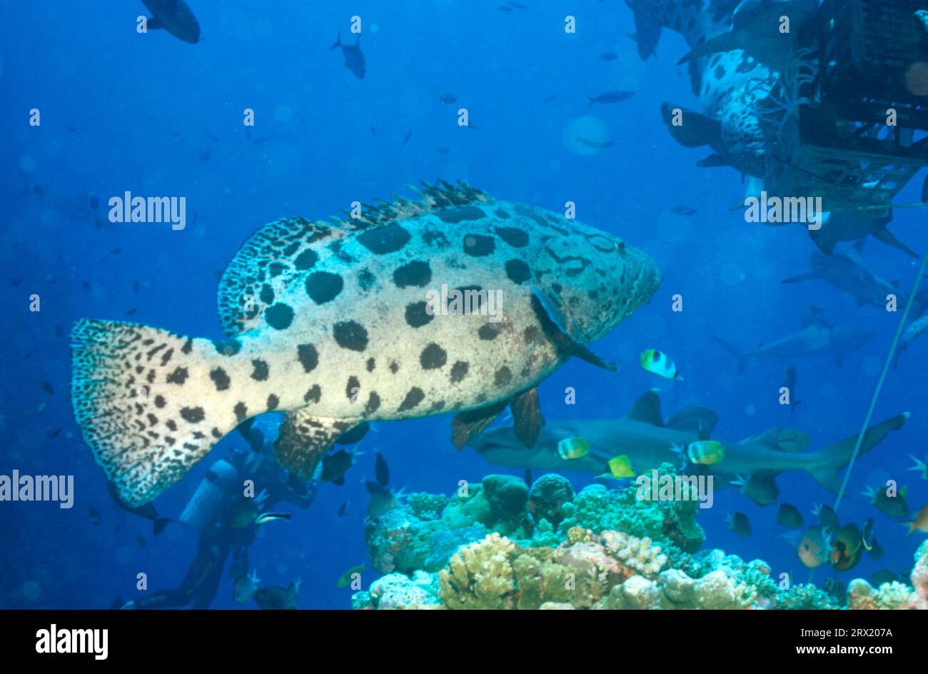 Mero gigante, bacalao de patata, australia, Cuerno del Norte, Mar del Coral Foto de stock