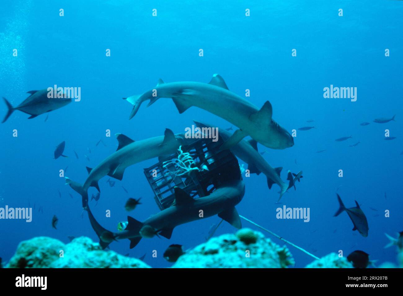 Un gran ajetreo y bullicio alrededor de una caja con golosinas en ella. Australia, Cuerno del Norte, Mar del Coral Foto de stock