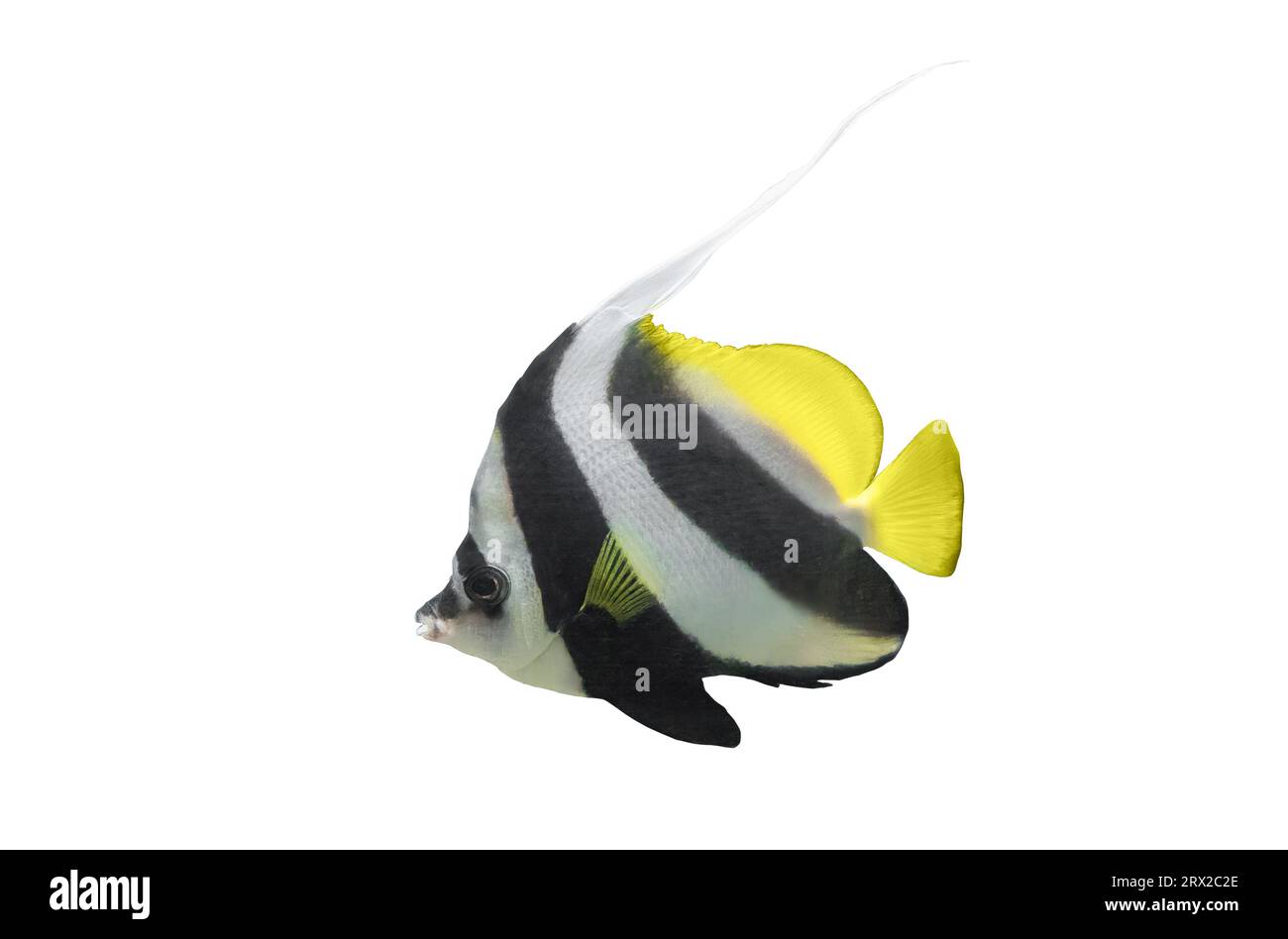 Palangrillo bannerfish aislado sobre fondo blanco. Heniochus acuminatus icono de recorte de peces. Coralfish banderado o Coachman elemento cortado para el diseño, lado Foto de stock