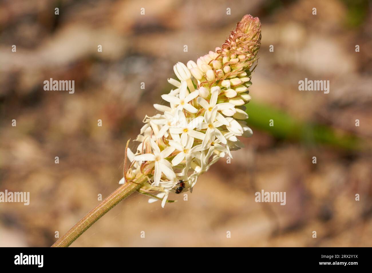 Lysinema sp., una especie de flores silvestres endémica del suroeste de Australia Occidental con un pequeño escarabajo. Foto de stock
