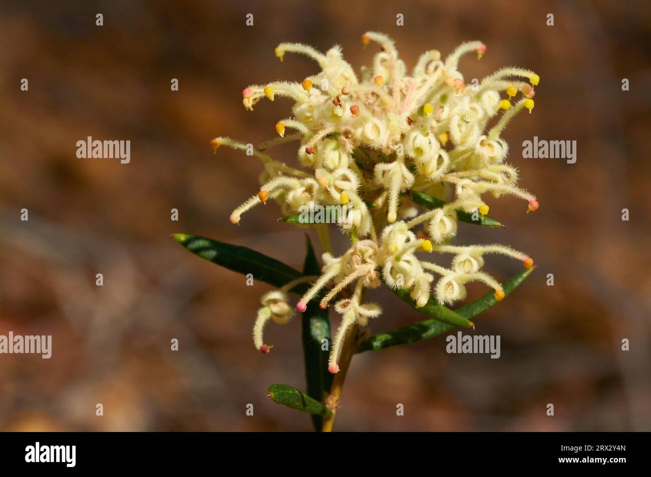 Grevillea, Grevillea pilulifera, una especie de flores silvestres endémica del suroeste de Australia Occidental. Foto de stock