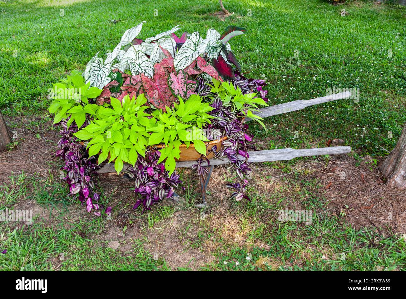 Jardinera de carretilla en jardín de flores y verduras en Madison, MS. Foto de stock