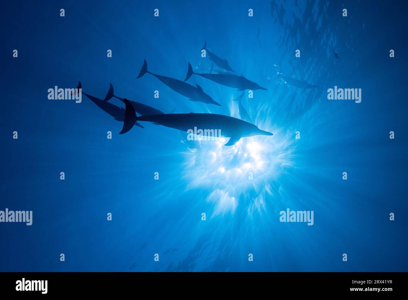 Delfines giradores hawaianos o delfines giradores de Gray, Stenella longirostris longirostris, Honokohau, North Kona, Hawaii ( The Big Island ), Estados Unidos Foto de stock