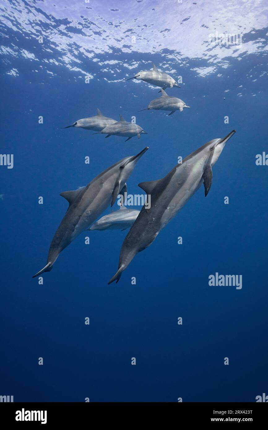 Delfines giradores hawaianos o delfines giradores de Gray, Stenella longirostris longirostris, Honokohau, North Kona, Hawaii ( The Big Island ), Estados Unidos Foto de stock