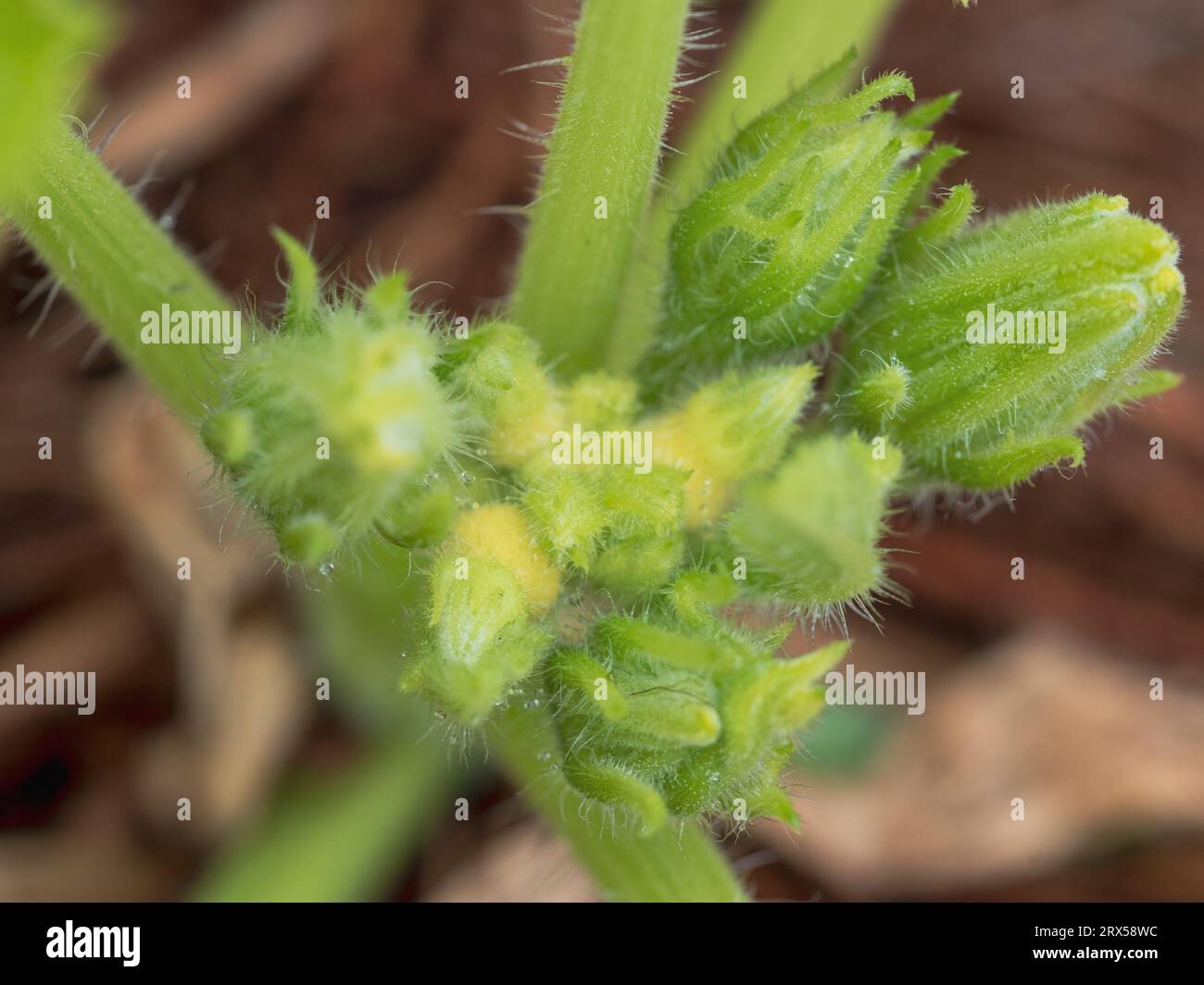 Primer plano de pepinos y brotes de flores formando, tallos peludos, jardín de verduras, Australia Foto de stock