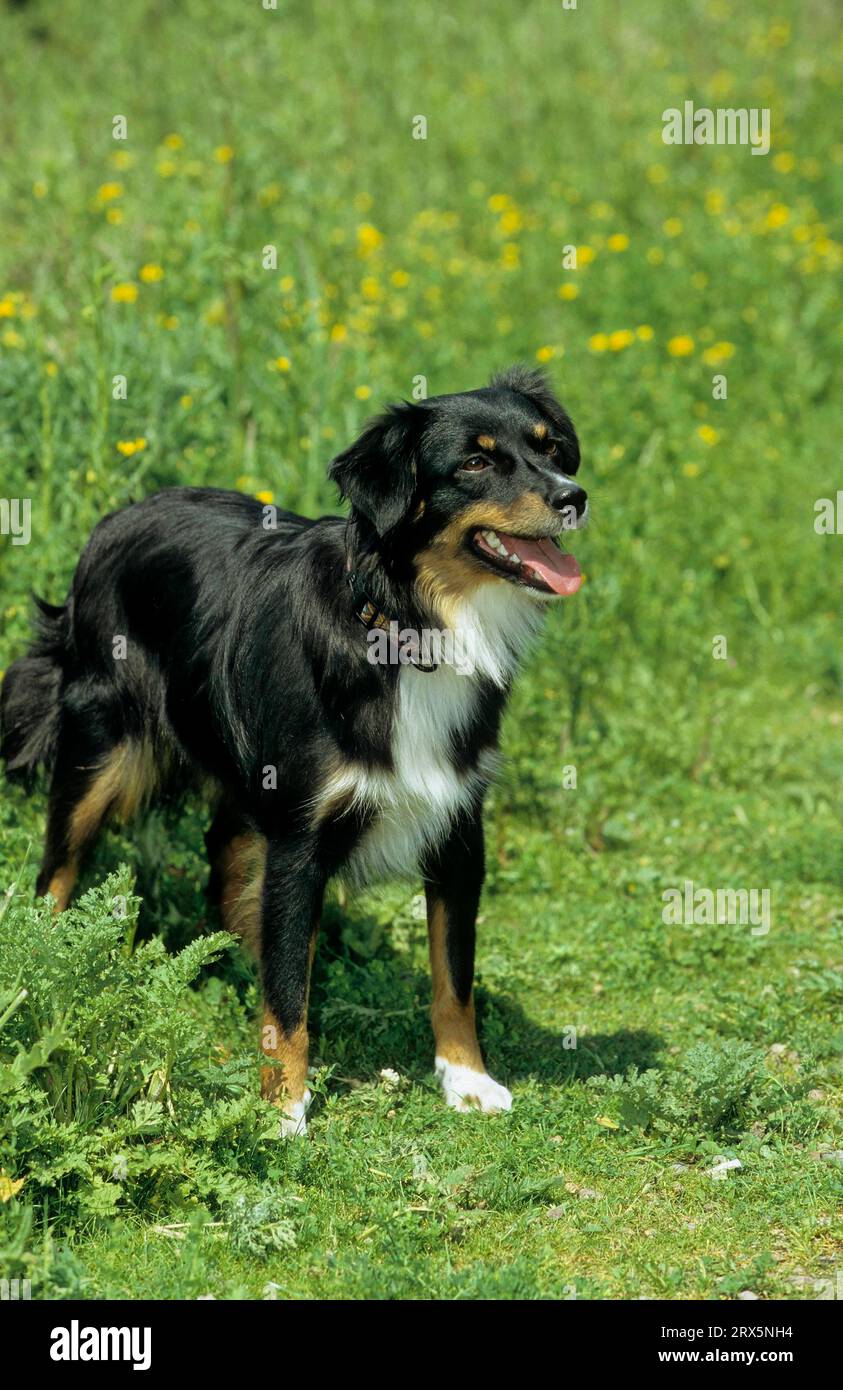 Miniature Australian Shepherd, pequeño pastor australiano, criado en los Estados Unidos Foto de stock