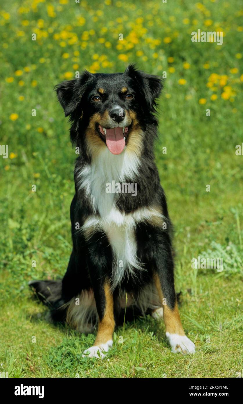 Miniature Australian Shepherd, pequeño pastor australiano, criado en los Estados Unidos Foto de stock