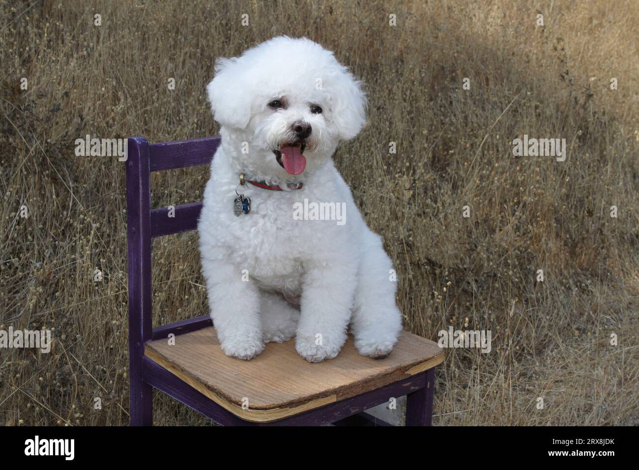 Bichon Frise sentado en la silla contra las hierbas secas en la naturaleza. Foto de stock