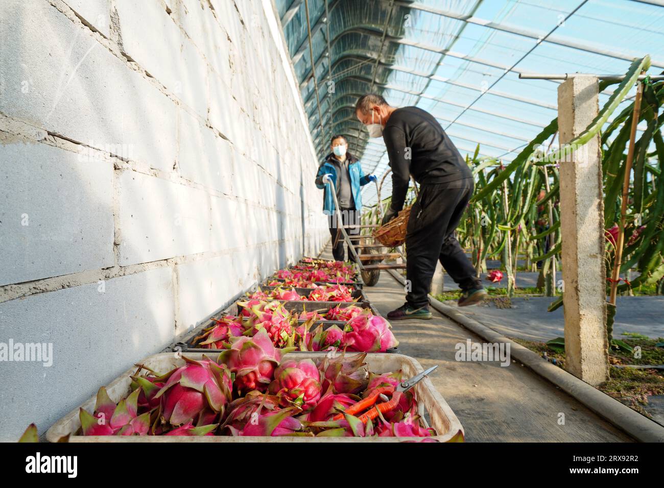 Condado de Luannan, China - 5 de diciembre de 2022: Los agricultores cosechan frutas de dragón en un invernadero en una granja, condado de Luannan, provincia de Hebei, China Foto de stock