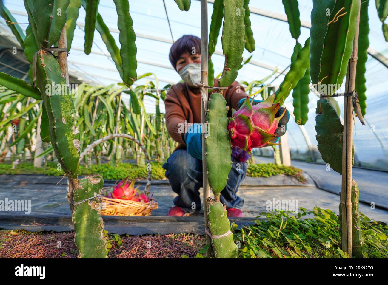 Condado de Luannan, China - 5 de diciembre de 2022: Los agricultores cosechan frutas de dragón en un invernadero en una granja, condado de Luannan, provincia de Hebei, China Foto de stock