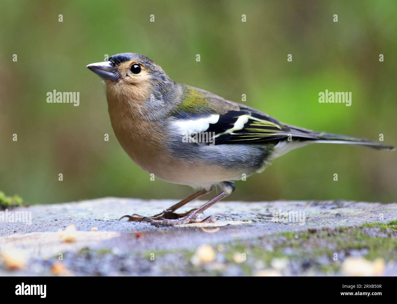 Aves en la vida silvestre - Fringilla coelebs maderensis, Portugal - Isla Madeira Foto de stock