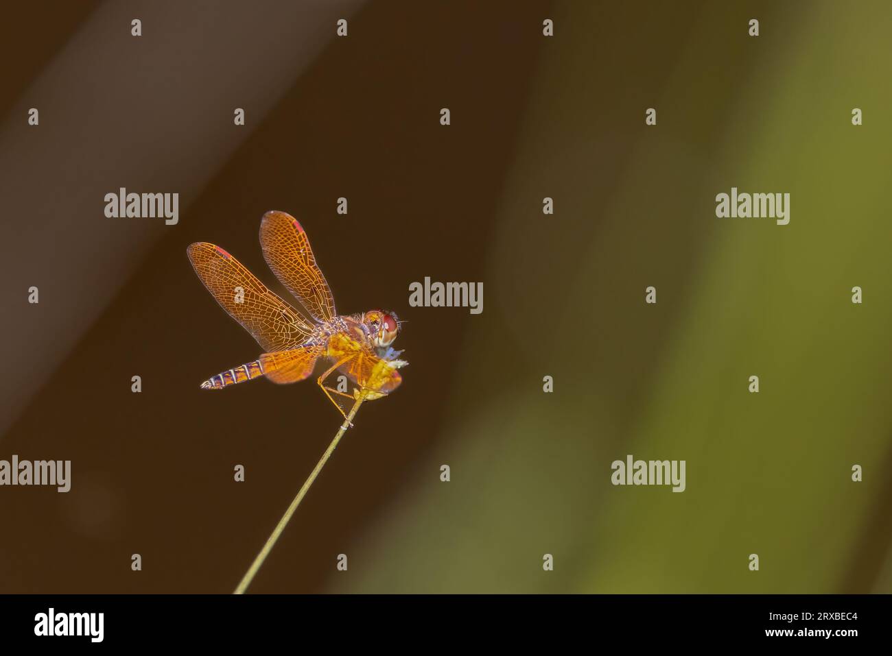 Una libélula oriental encaramada en el extremo de un tallo. Foto de stock