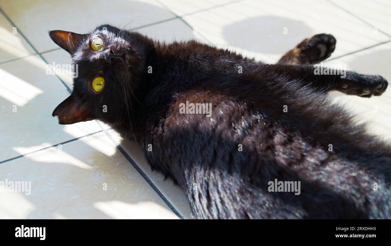 Lindo gato negro con ojos amarillos y eartipped, acostado en el suelo bajo la luz del sol. Foto de stock