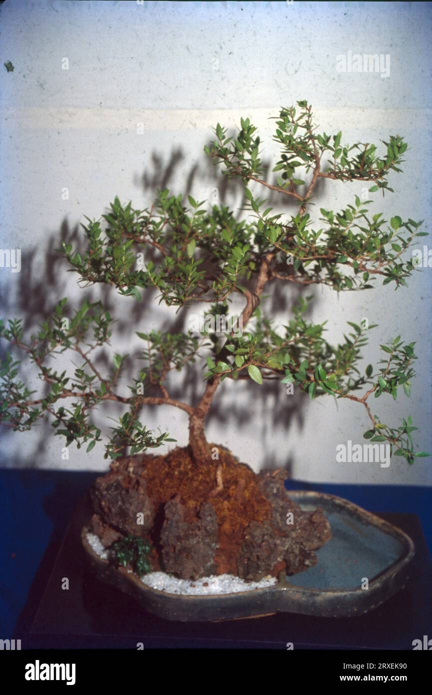 La palabra “Bonsai” es un término japonés que, traducido literalmente