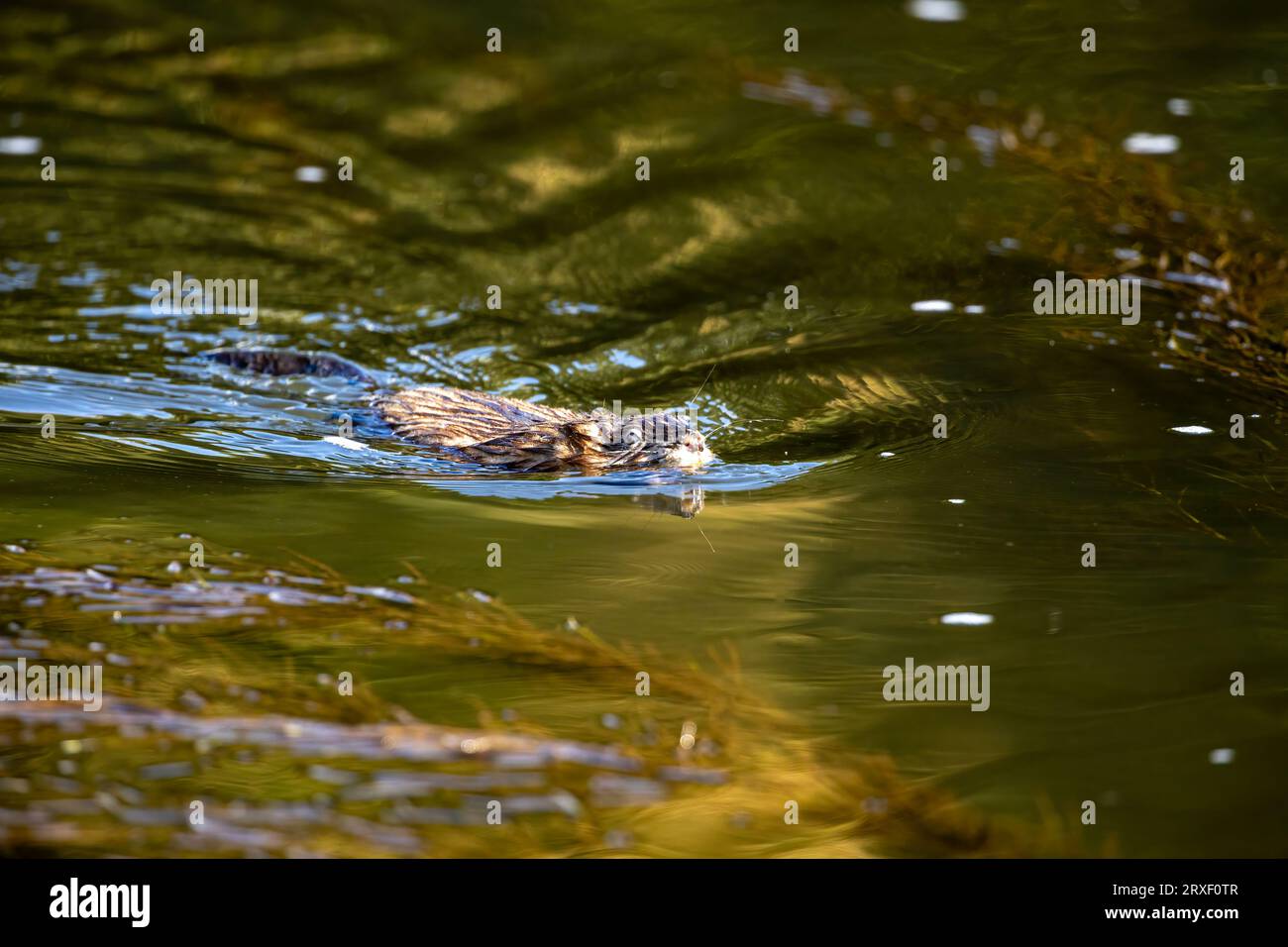 Un Moskrat en el agua Foto de stock