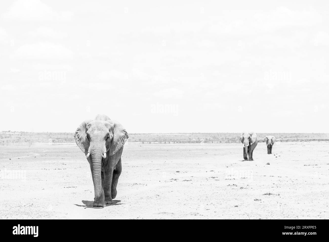 Elefantes africanos (Loxodonta africana) cruzando el lecho seco del lago, Parque Nacional Amboseli, Kajiado, Kenia Foto de stock