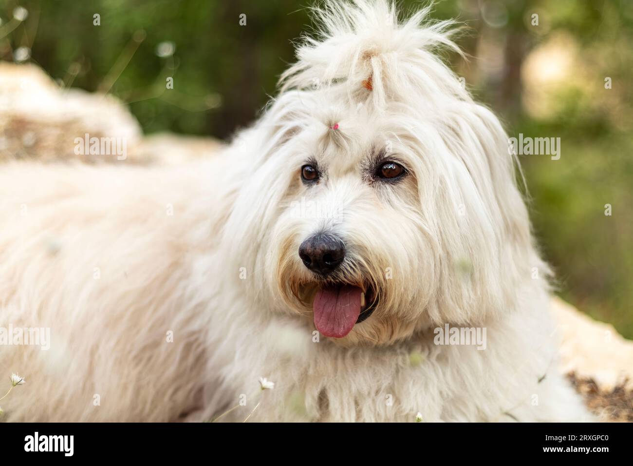 Un primer plano de un perro de oveja blanca de pelo largo, lengua colgando. Su pelaje es largo, suave, esponjoso, y está atado en un arco en la parte superior de su cabeza. Bosque verde Foto de stock